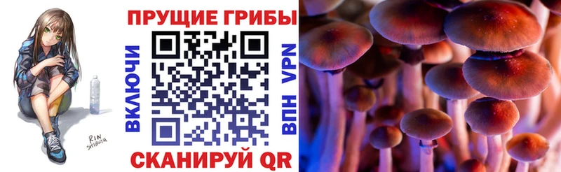 дарнет шоп  Заозёрный  Псилоцибиновые грибы Cubensis 